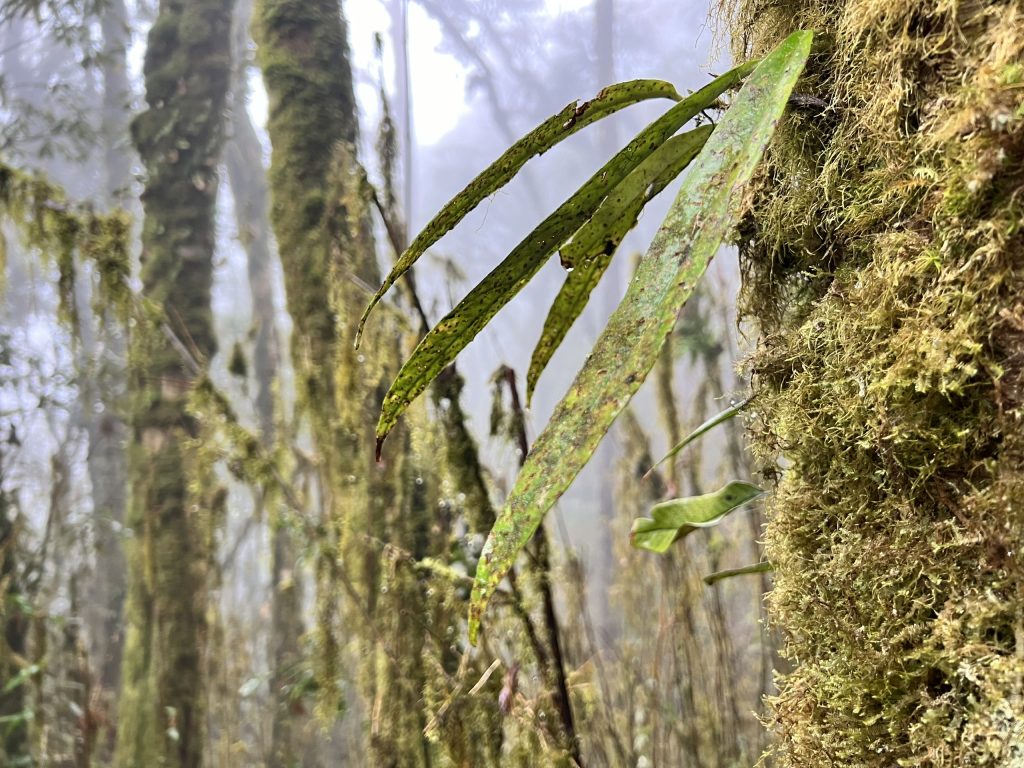 3 Days / 2 Nights Climbing Tour : Tay Con Linh Mountain