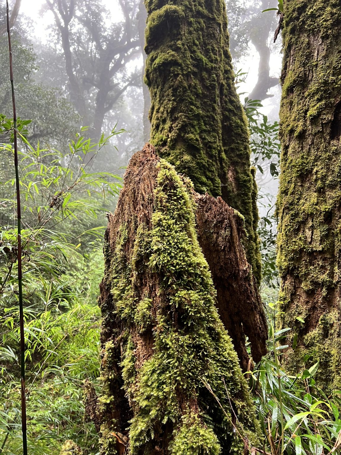 2 Days / 1 Night Climbing Tour : Tay Con Linh Mountain
