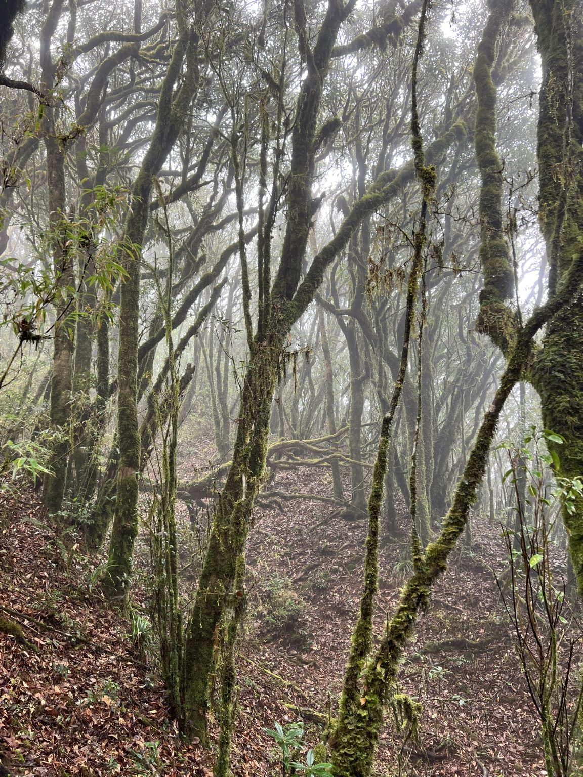 2 Days / 1 Night Climbing Tour : Tay Con Linh Mountain