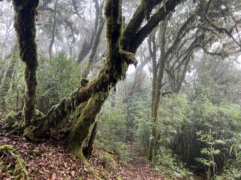 2 Days / 1 Night Climbing Tour : Tay Con Linh Mountain