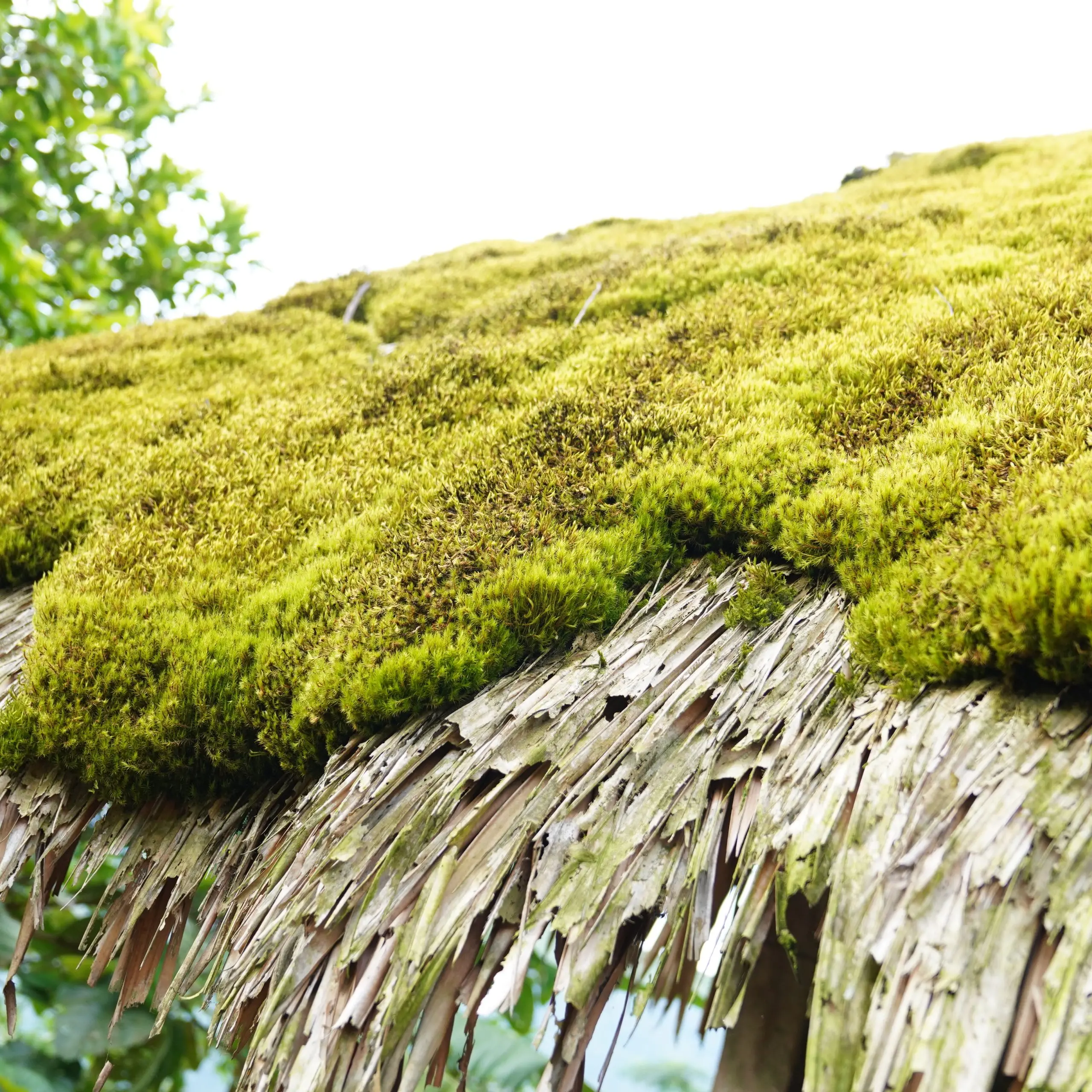 Khuoi My – Lung Vai- Na Mau – Xa Phin- Hươu waterfall- Nam Te Trekking tour 2 days 1 night