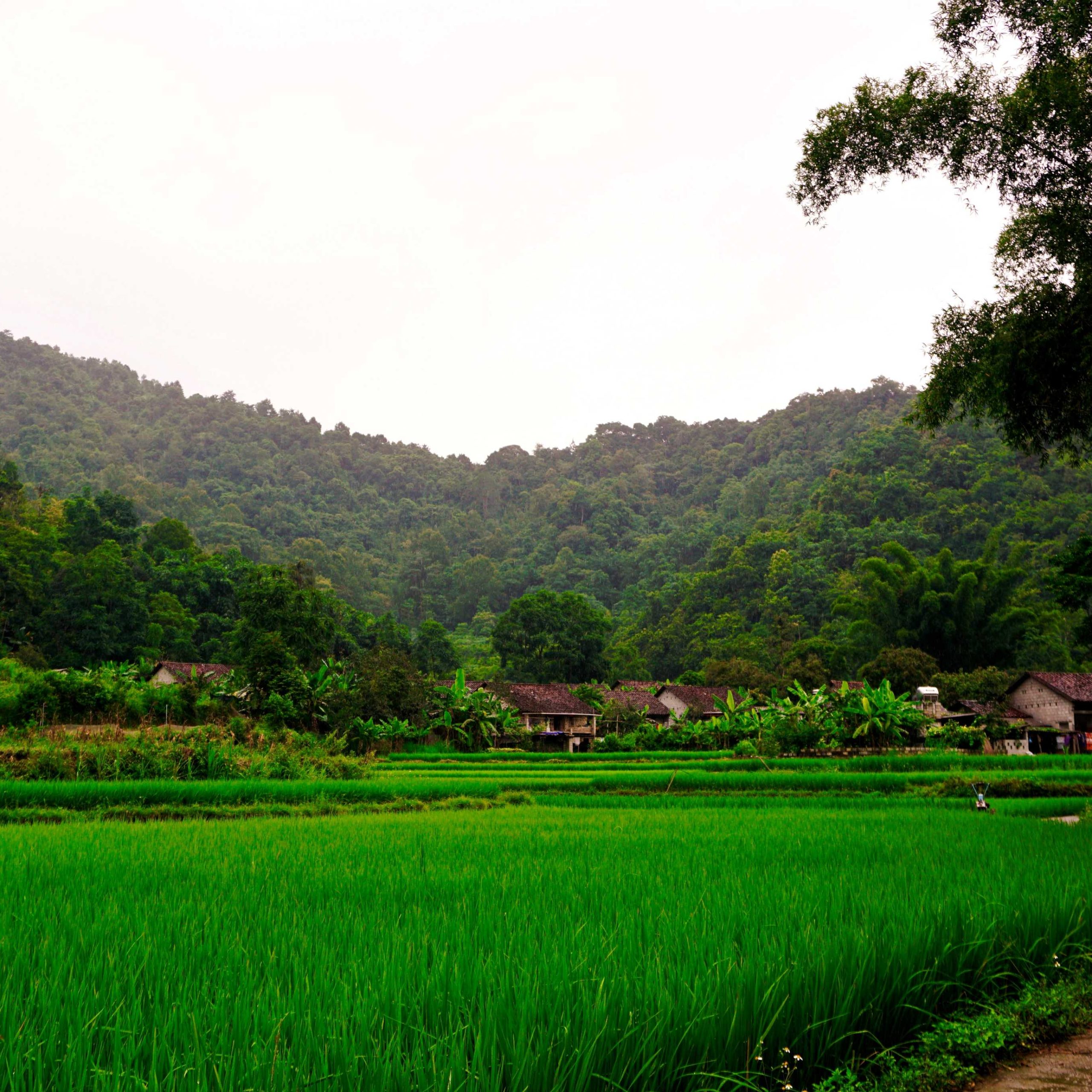 Hanoi – Tuyen Quang- Ha Giang Loop – Cao Bang – Ban Gioc waterfal – Ba Be lake 7 days 6 nights