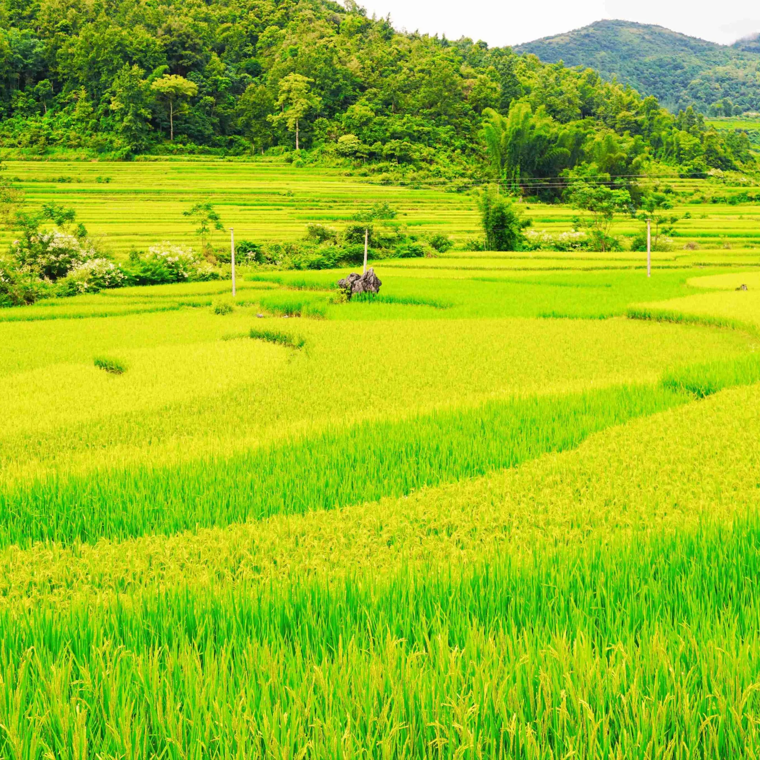 Hanoi – Tuyen Quang- Ha Giang Loop – Cao Bang – Ban Gioc waterfal – Ba Be lake 7 days 6 nights