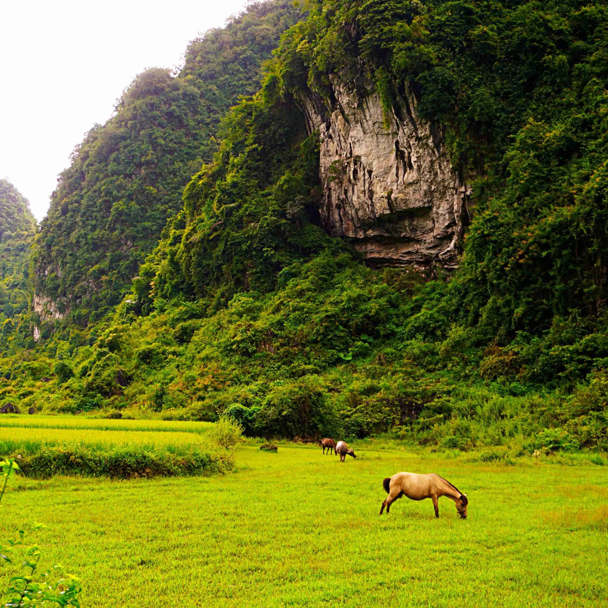 Hanoi – Tuyen Quang- Ha Giang Loop – Cao Bang – Ban Gioc waterfal – Ba Be lake 7 days 6 nights