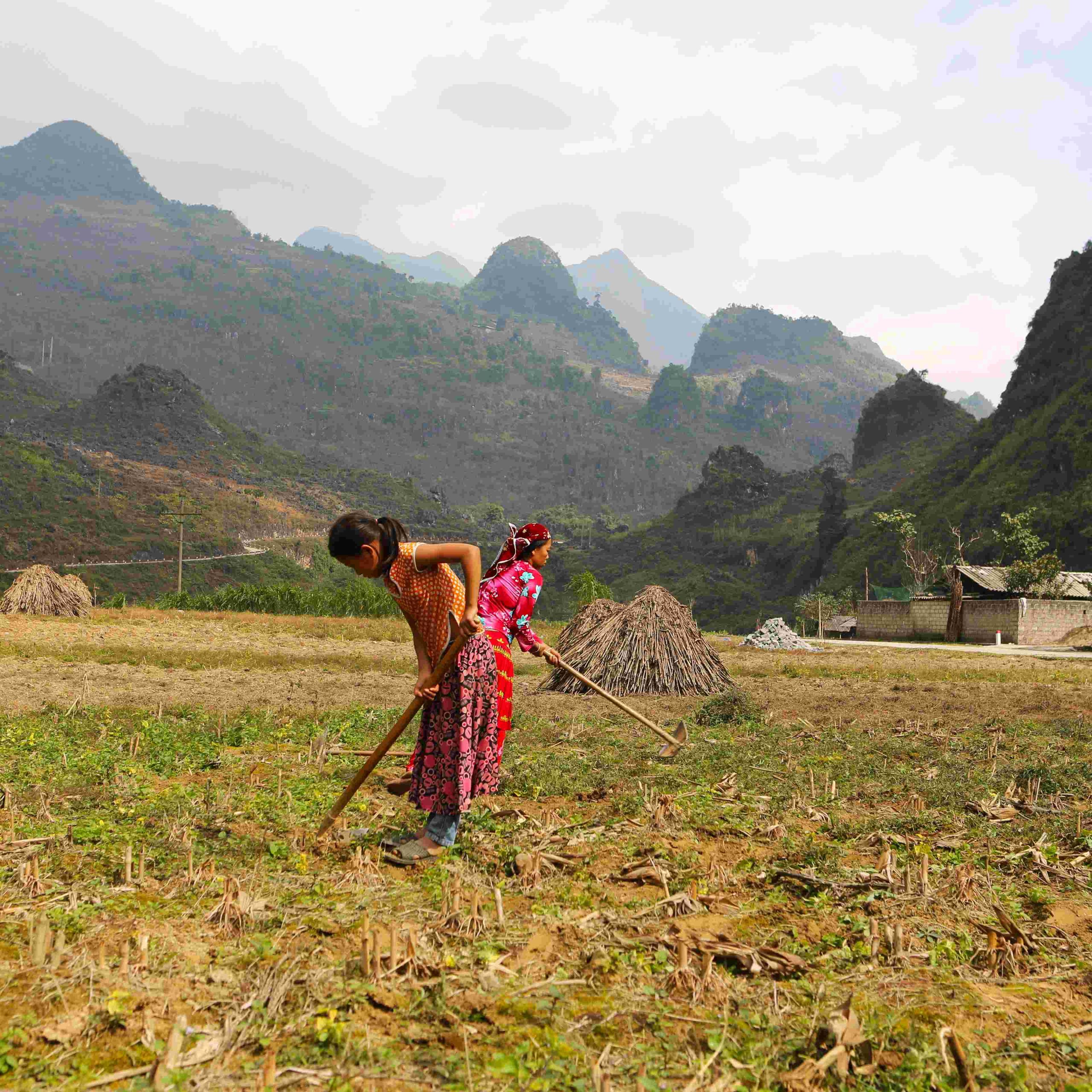 4 Days / 3 Nights Motorbike or Car Tour: Hanoi to Ha Giang Loop – Epic Scenery and Culture