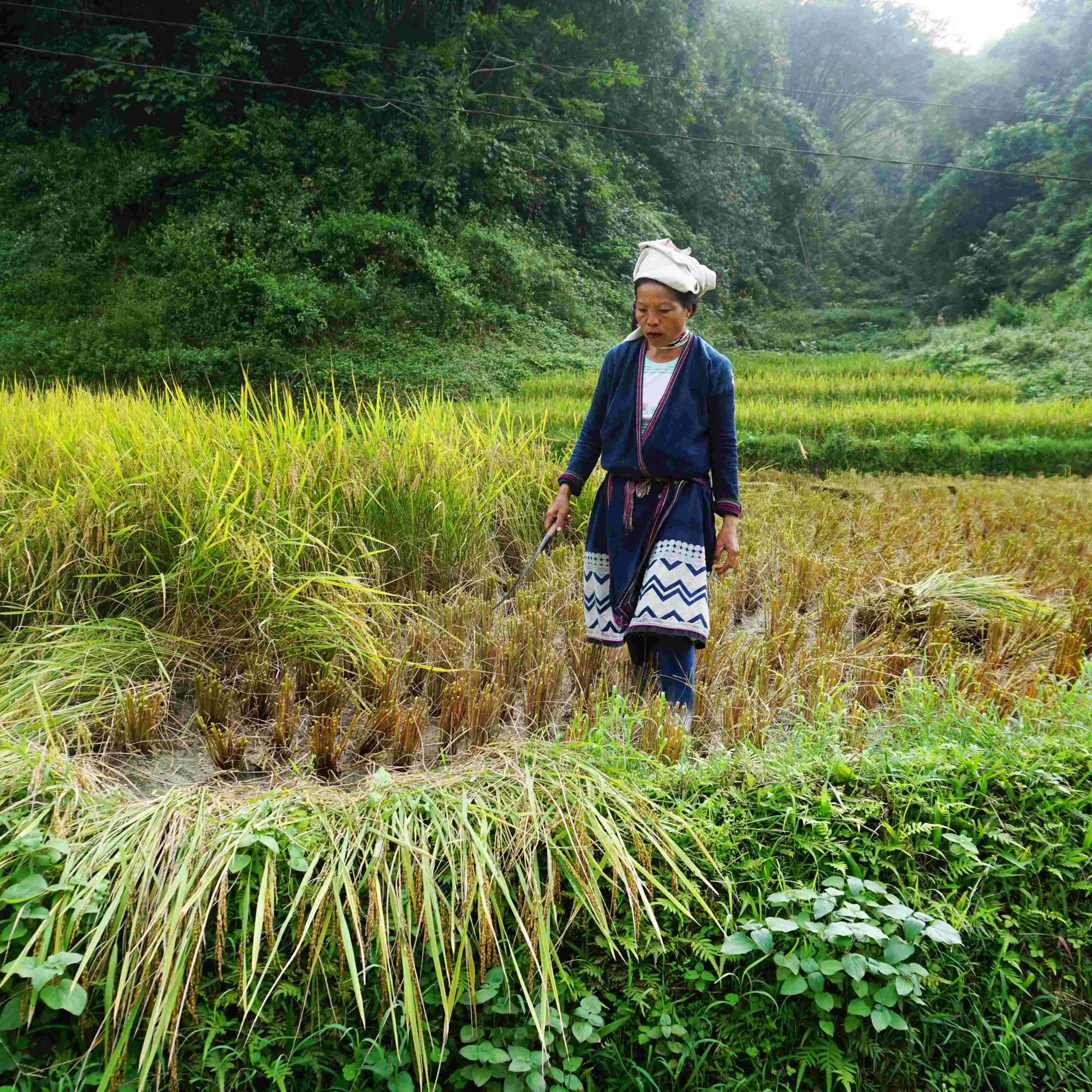 Ha Giang Loop 3 Days 2 Nights Moto Tour